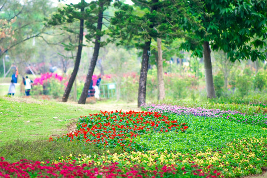 花园背景