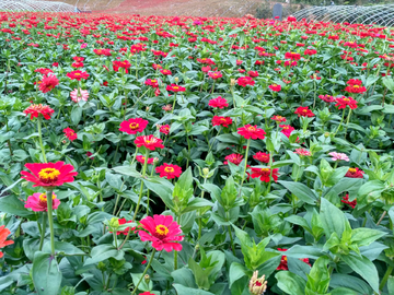 菊花花海