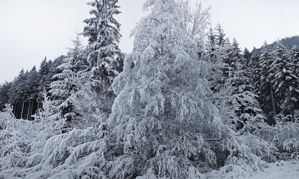 冬季雾凇 冬天树挂