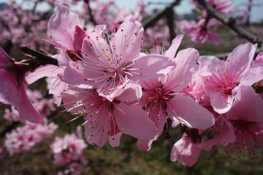 桃花