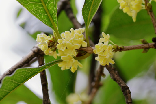 桂花高清特写