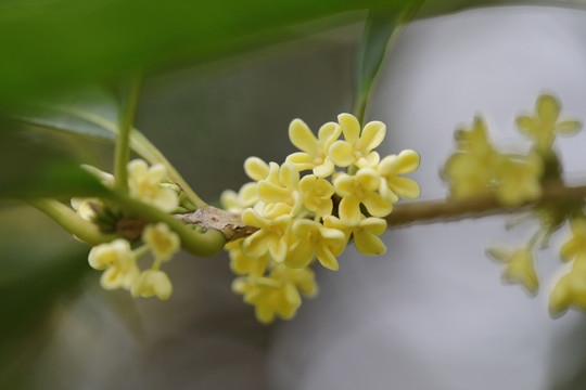 桂花特写