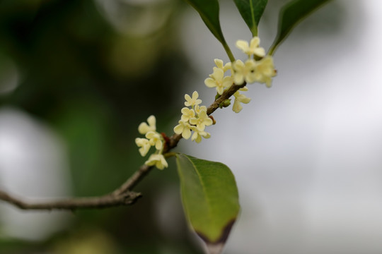 桂花特写