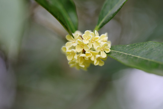 微距摄影桂花