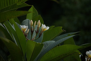 鸡蛋花