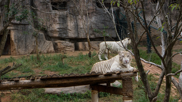 凝视的白虎