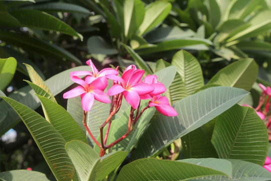 鸡蛋花