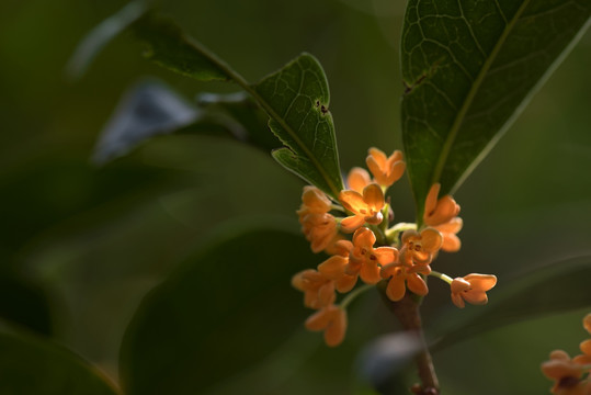 桂花