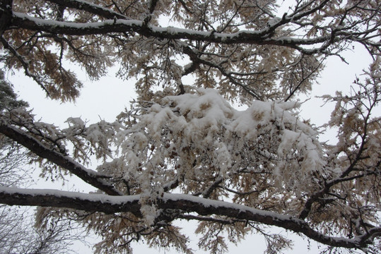 大兴安岭冰雪世界