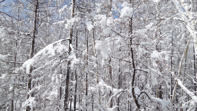 大兴安岭冰雪世界