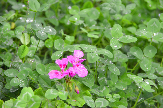 紫花苜蓿