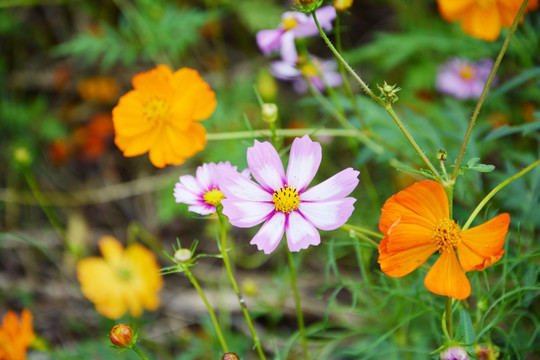 格桑花