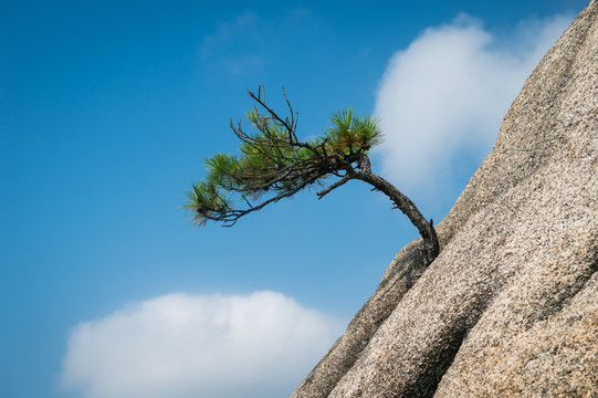 峭壁青松