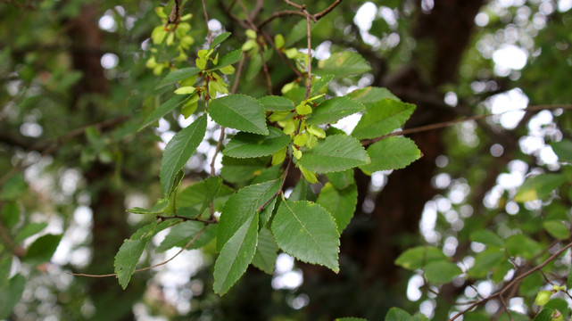 榆树树枝