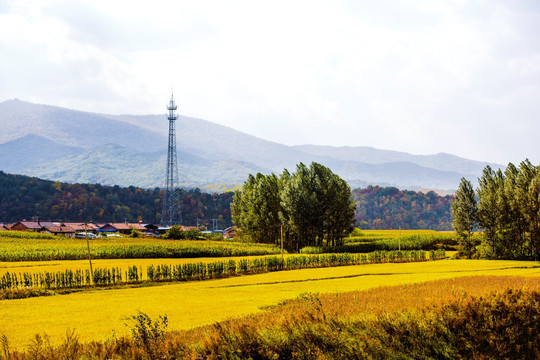 远山 田野