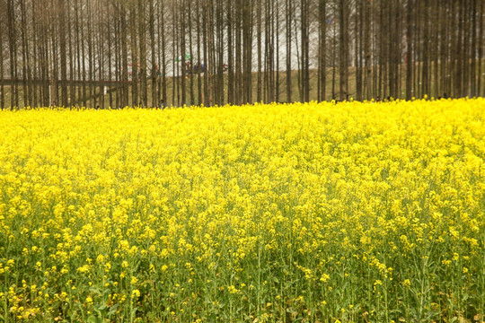 油菜花