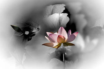 蒙蒙花韻