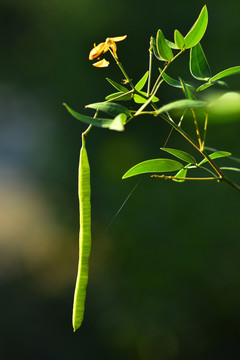 开花结果