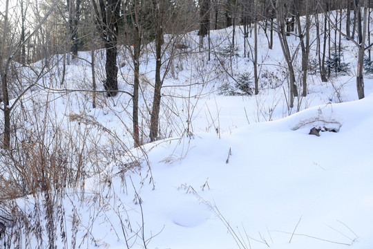 雪 冰雪 风景 户外 旅游