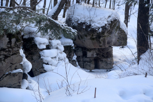 雪 树 木 冰 季节 冬天