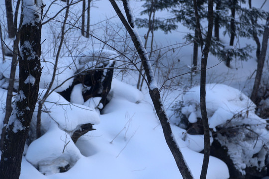 雪 树 木 冰 季节 冬天