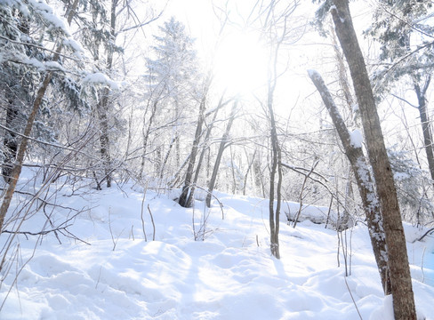 雪景