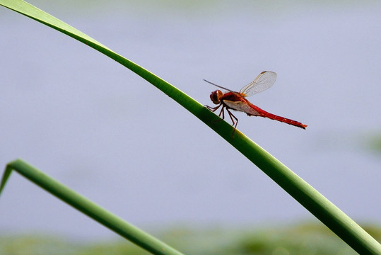红蜻 红蜻蜓