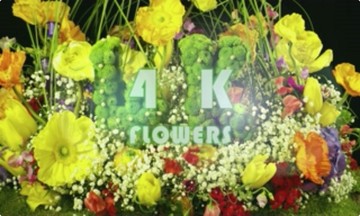 4k花朵Conver