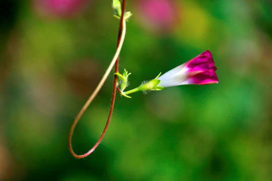 牵牛花