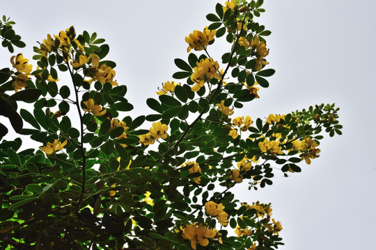 花 鲜花 槐花 黄槐