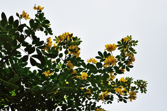 花 鲜花 槐花 黄槐