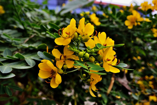 花 鲜花 槐花 黄槐