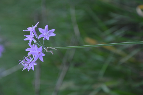 野花