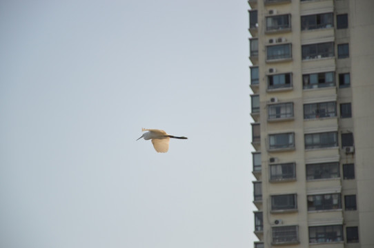 海鸟