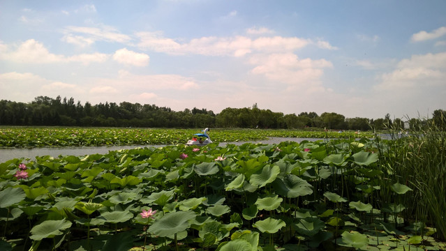 东陵荷花湖