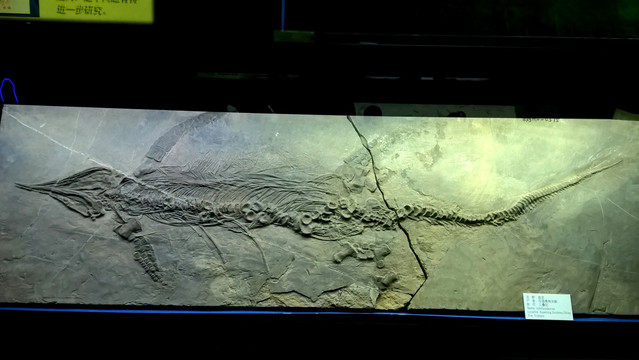 鱼龙 古生物化石