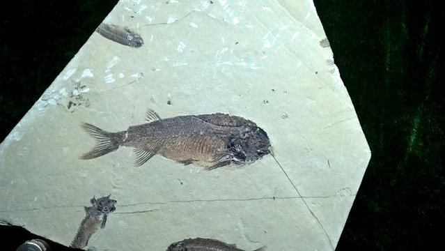 狼鳍鱼 古生物化石