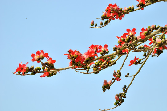 木棉花