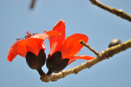 木棉花