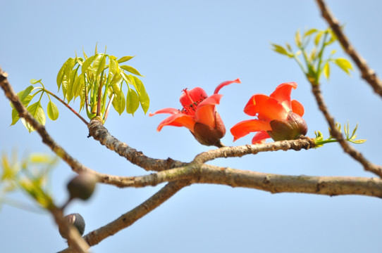 木棉花