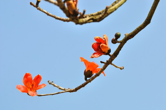 木棉花