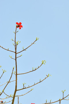 木棉花