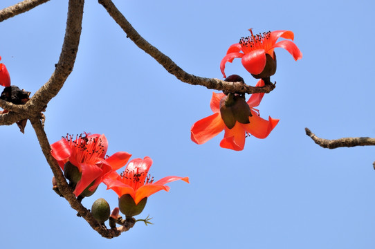 木棉花