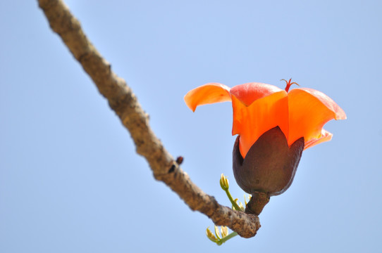 木棉花