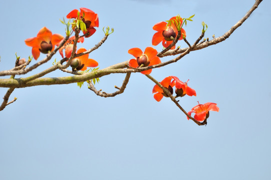 木棉花