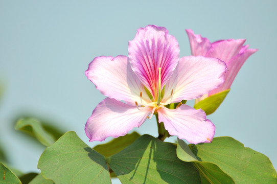 紫荆花