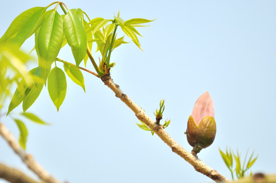 木棉花