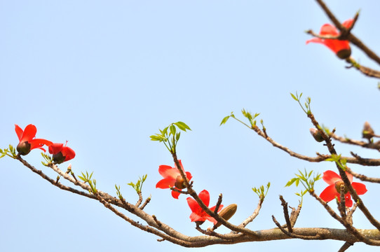 木棉花