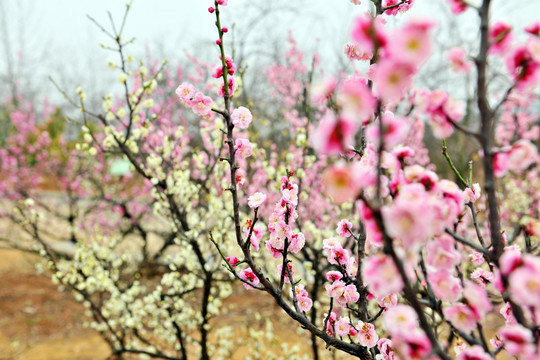 梅园 梅花赏析