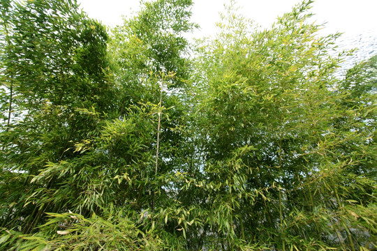 竹子 竹子圖 竹子背景 高雅
